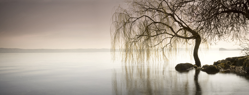 Willow_bolsena_PatrickNicholas_800px Weeping-willow on Lake Bolsena