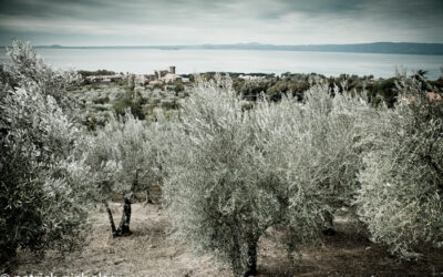 Orvieto olive oil
