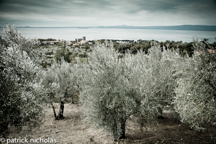 Orvieto olive oil