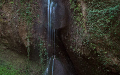 Poggio Conte – Part 1, The Sacred Glade