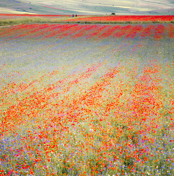Castelluccio Norcia: Photo Workshop Through Some of the Most Spectacular Scenery in Italy.